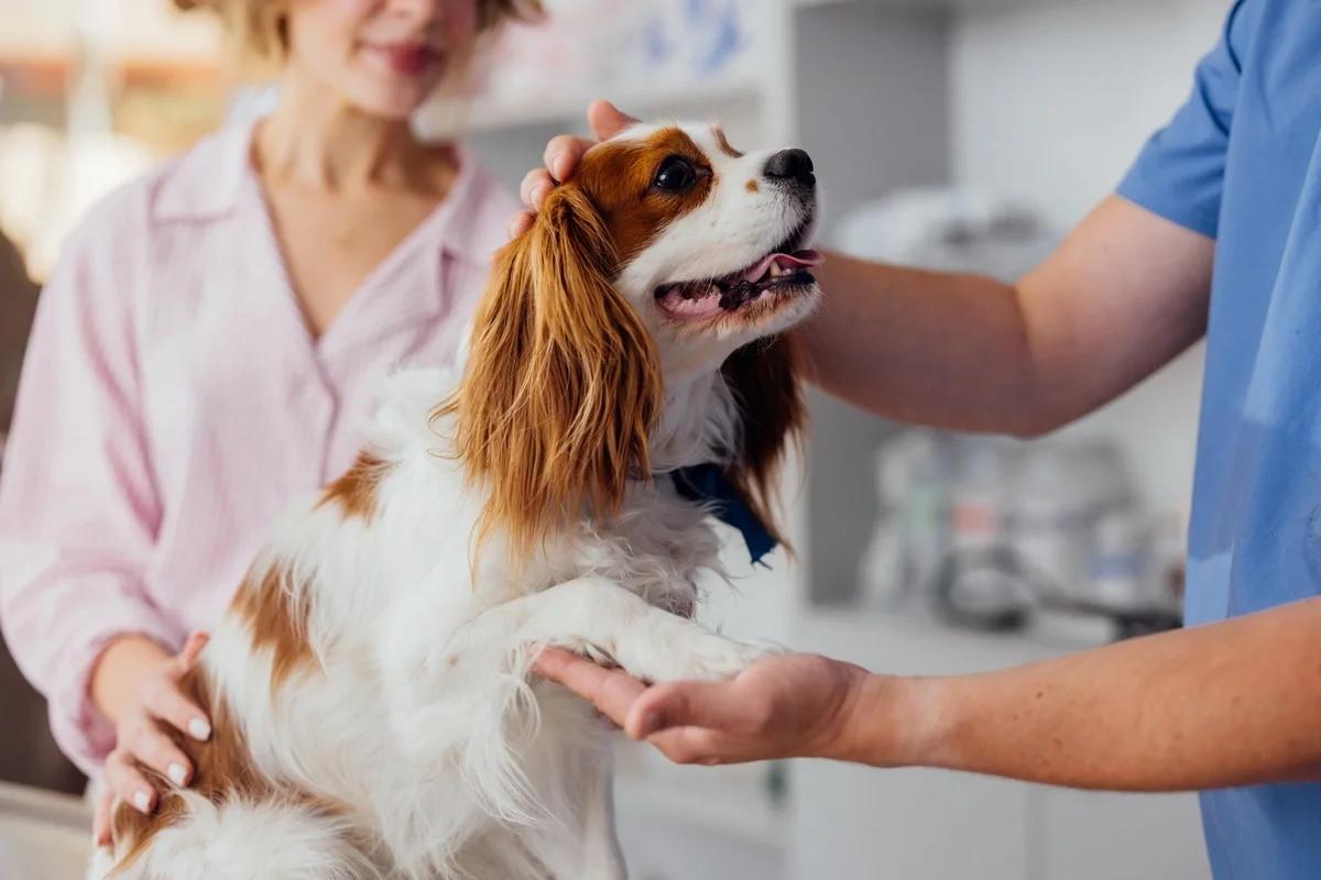 Good news for pet owners as vet prescription fees to be capped