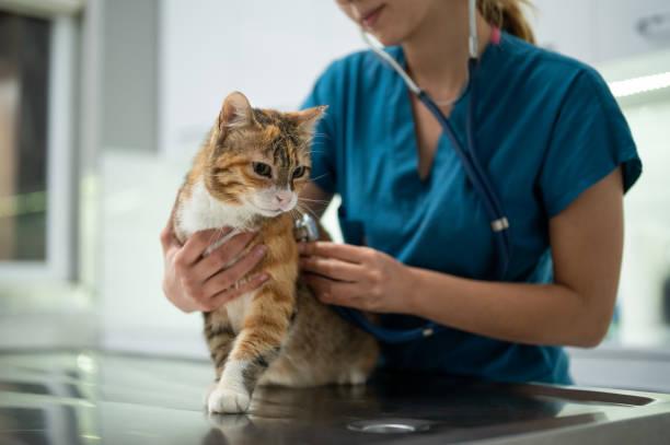 Image of a pet cat at the vets. Rising vet bills drive growth in DIY pet care. Where to find cheap or subsidised vet treatment