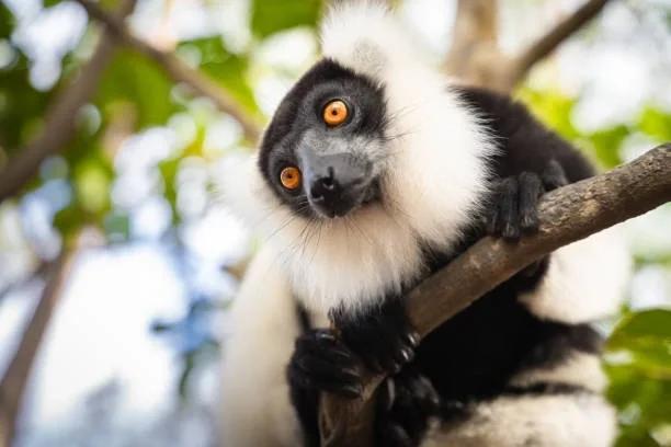 Image of a spider monkey in a zoo. Free zoo tickets, safari trips and wildlife days out announced for Sir David Attenborough’s 100th birthday.