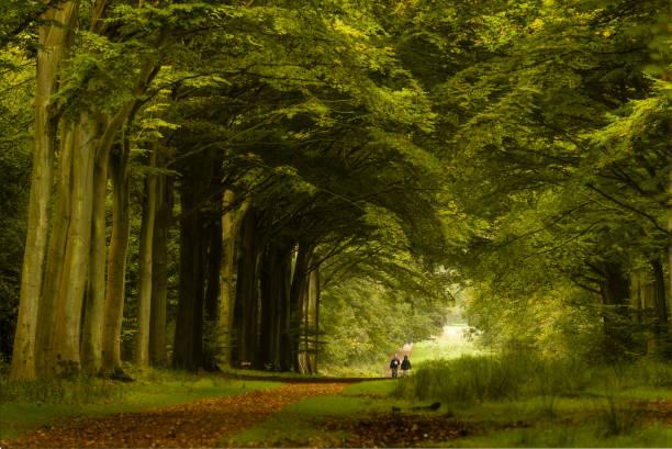 Picture of a forest filled with trees