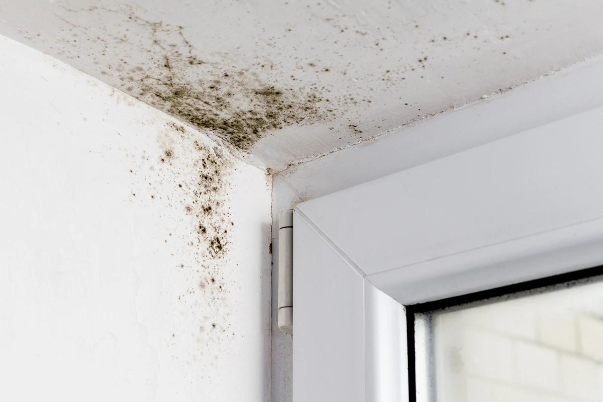 Complaints about poor social housing conditions rise 43%