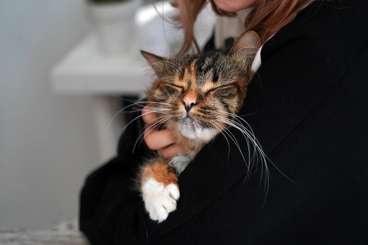 Close up of a cat being cuddled by its owner