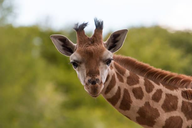 Image of a giraffe - free kids places at Chester Zoo