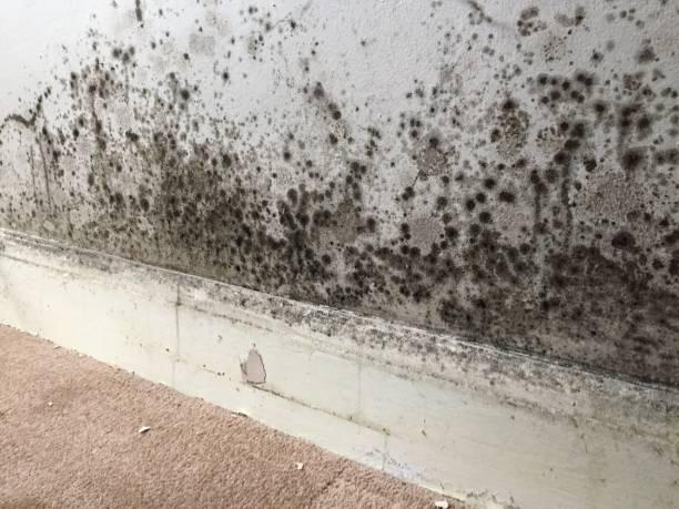 Image of mould growing up a wall in a home