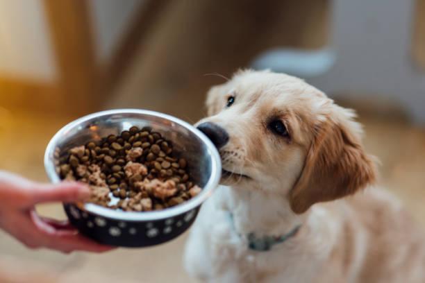 Image of a dog looking at a bowl of food. Cost of living affecting animals. What help is available for pet owners who can't afford vets or food