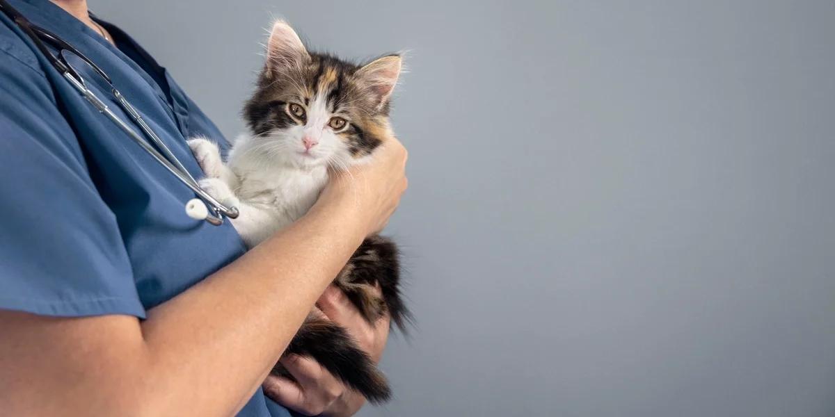 New rules for vets could save pet owners money