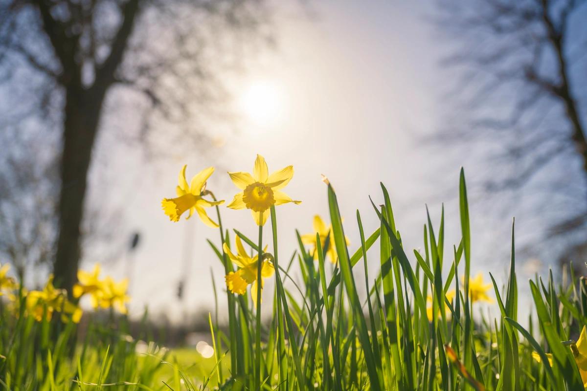 Daffodils on a sunny spring morning