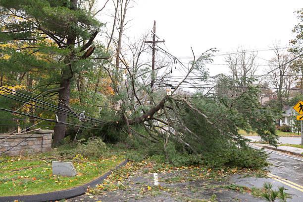 Image shows electricity wires having been brought down by a tree in a storm
